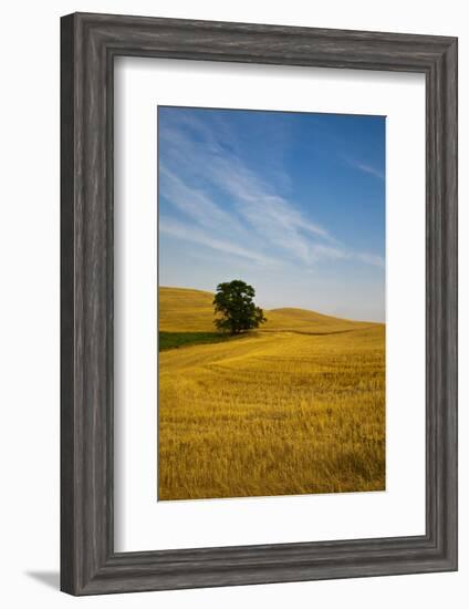 Lone Tree in Harvest Wheat, Palouse Country, Washington, USA-Terry Eggers-Framed Photographic Print