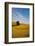 Lone Tree in Harvest Wheat, Palouse Country, Washington, USA-Terry Eggers-Framed Photographic Print