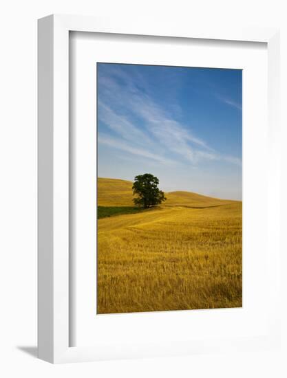 Lone Tree in Harvest Wheat, Palouse Country, Washington, USA-Terry Eggers-Framed Photographic Print