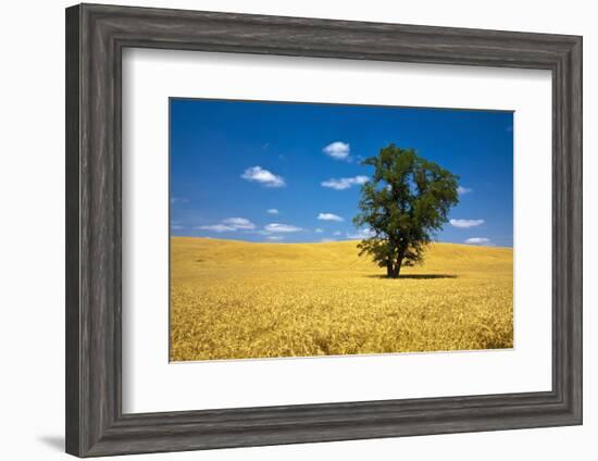 Lone Tree in Harvest Wheat, Palouse Country, Washington, USA-Terry Eggers-Framed Photographic Print