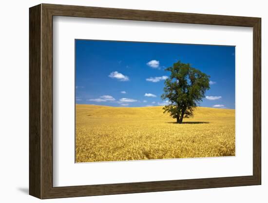 Lone Tree in Harvest Wheat, Palouse Country, Washington, USA-Terry Eggers-Framed Photographic Print