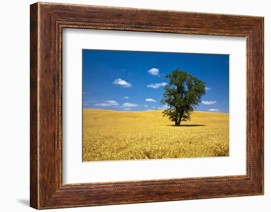Lone Tree in Harvest Wheat, Palouse Country, Washington, USA-Terry Eggers-Framed Photographic Print