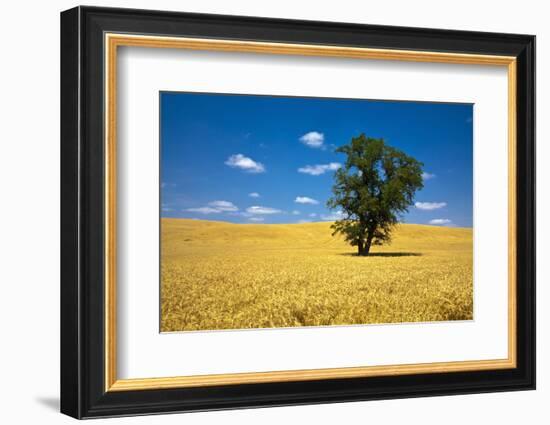 Lone Tree in Harvest Wheat, Palouse Country, Washington, USA-Terry Eggers-Framed Photographic Print