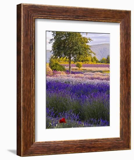 Lone Tree in Lavender Field-Terry Eggers-Framed Photographic Print