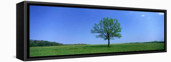 Lone Tree in Pasture Near Dijon France-null-Framed Stretched Canvas