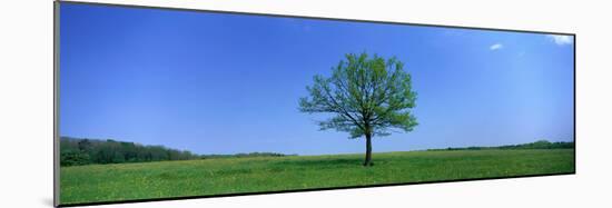Lone Tree in Pasture Near Dijon France-null-Mounted Photographic Print