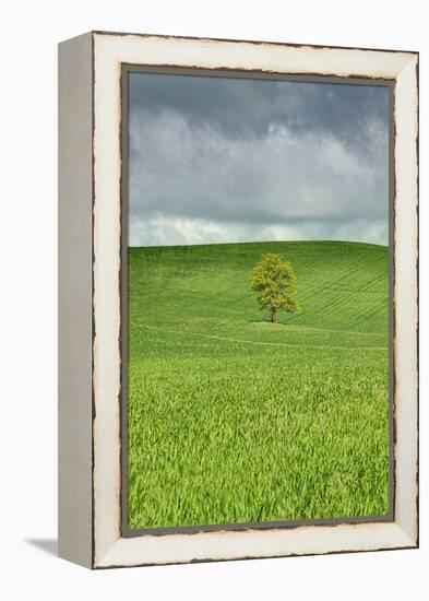 Lone Tree in Rolling Hills of Wheat-Terry Eggers-Framed Premier Image Canvas