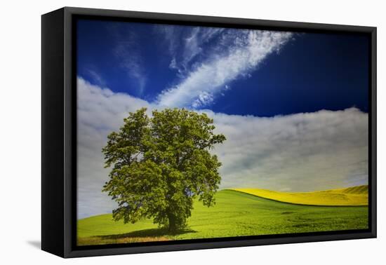 Lone Tree in Rolling Hills of Wheat-Terry Eggers-Framed Premier Image Canvas