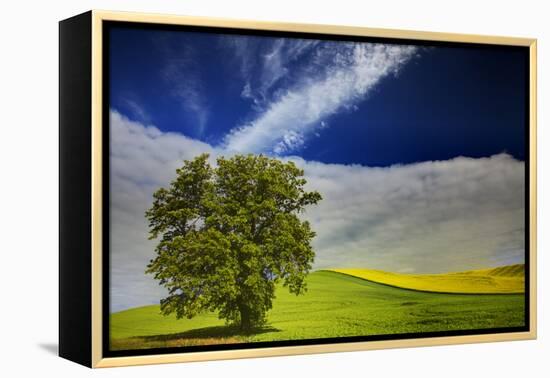 Lone Tree in Rolling Hills of Wheat-Terry Eggers-Framed Premier Image Canvas