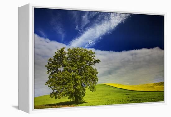 Lone Tree in Rolling Hills of Wheat-Terry Eggers-Framed Premier Image Canvas