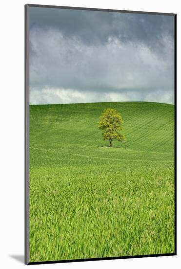 Lone Tree in Rolling Hills of Wheat-Terry Eggers-Mounted Photographic Print