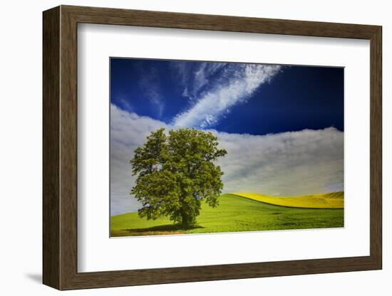 Lone Tree in Rolling Hills of Wheat-Terry Eggers-Framed Photographic Print