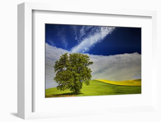 Lone Tree in Rolling Hills of Wheat-Terry Eggers-Framed Photographic Print