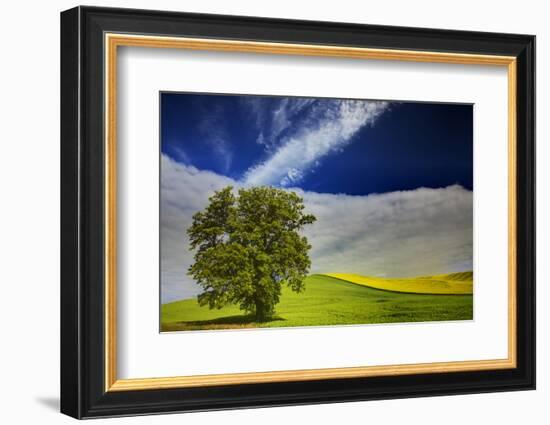 Lone Tree in Rolling Hills of Wheat-Terry Eggers-Framed Photographic Print