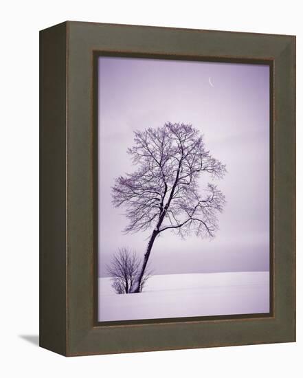 Lone Tree in Snow-Jim Zuckerman-Framed Premier Image Canvas