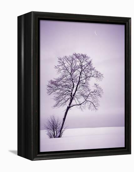 Lone Tree in Snow-Jim Zuckerman-Framed Premier Image Canvas