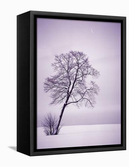 Lone Tree in Snow-Jim Zuckerman-Framed Premier Image Canvas