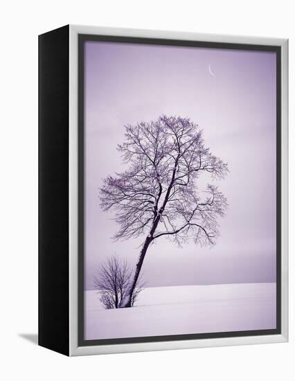 Lone Tree in Snow-Jim Zuckerman-Framed Premier Image Canvas