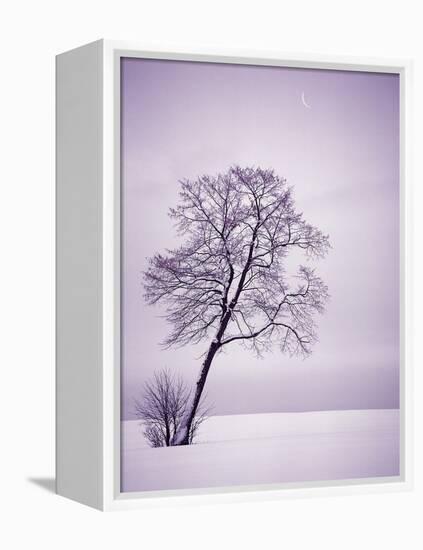 Lone Tree in Snow-Jim Zuckerman-Framed Premier Image Canvas