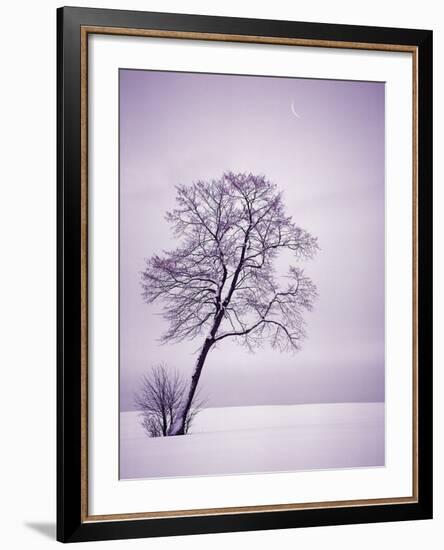 Lone Tree in Snow-Jim Zuckerman-Framed Photographic Print