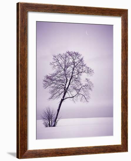 Lone Tree in Snow-Jim Zuckerman-Framed Photographic Print