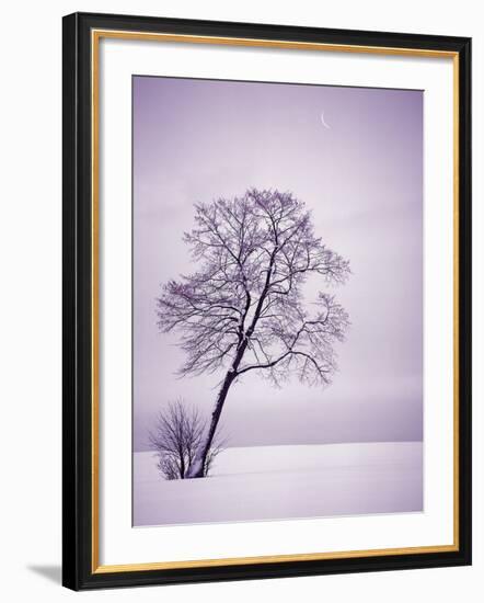 Lone Tree in Snow-Jim Zuckerman-Framed Photographic Print