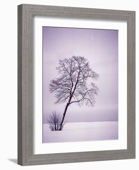 Lone Tree in Snow-Jim Zuckerman-Framed Photographic Print