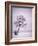 Lone Tree in Snow-Jim Zuckerman-Framed Photographic Print