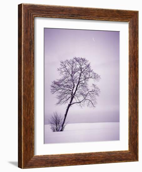 Lone Tree in Snow-Jim Zuckerman-Framed Photographic Print