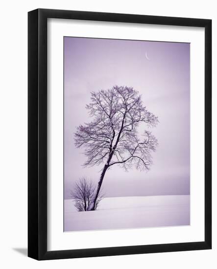 Lone Tree in Snow-Jim Zuckerman-Framed Photographic Print