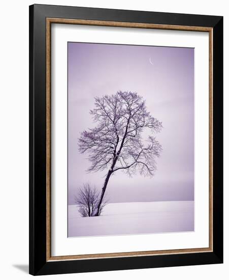 Lone Tree in Snow-Jim Zuckerman-Framed Photographic Print