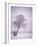 Lone Tree in Snow-Jim Zuckerman-Framed Photographic Print