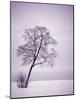 Lone Tree in Snow-Jim Zuckerman-Mounted Photographic Print