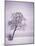 Lone Tree in Snow-Jim Zuckerman-Mounted Photographic Print