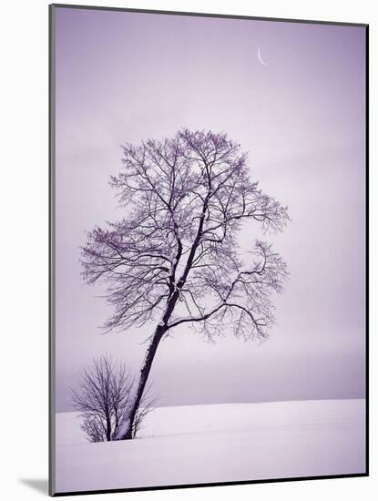 Lone Tree in Snow-Jim Zuckerman-Mounted Photographic Print