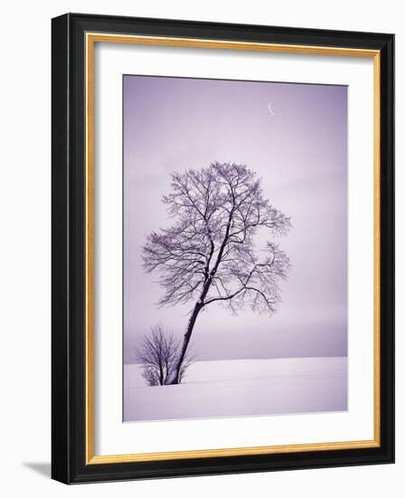 Lone Tree in Snow-Jim Zuckerman-Framed Photographic Print