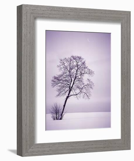 Lone Tree in Snow-Jim Zuckerman-Framed Photographic Print