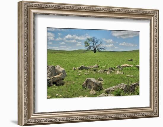 Lone tree in the Flint Hills of Kansas-Michael Scheufler-Framed Photographic Print