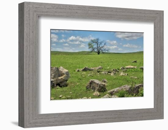 Lone tree in the Flint Hills of Kansas-Michael Scheufler-Framed Photographic Print