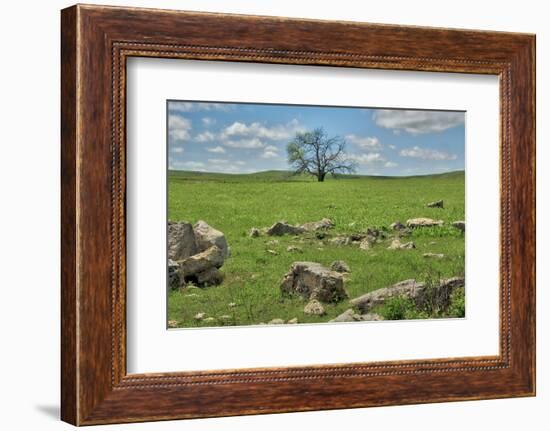 Lone tree in the Flint Hills of Kansas-Michael Scheufler-Framed Photographic Print