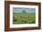 Lone tree in the Flint Hills of Kansas-Michael Scheufler-Framed Photographic Print