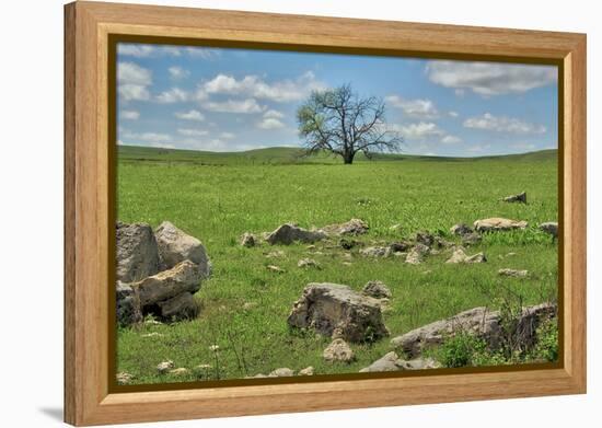 Lone tree in the Flint Hills of Kansas-Michael Scheufler-Framed Premier Image Canvas