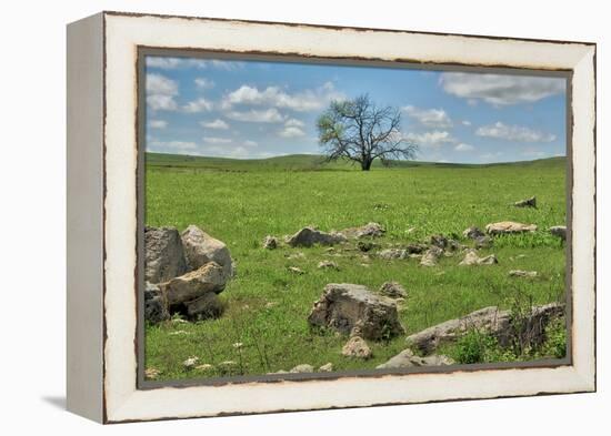 Lone tree in the Flint Hills of Kansas-Michael Scheufler-Framed Premier Image Canvas