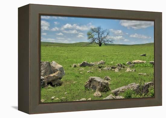 Lone tree in the Flint Hills of Kansas-Michael Scheufler-Framed Premier Image Canvas