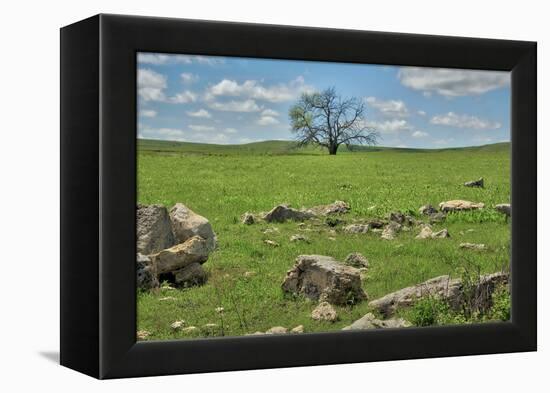 Lone tree in the Flint Hills of Kansas-Michael Scheufler-Framed Premier Image Canvas