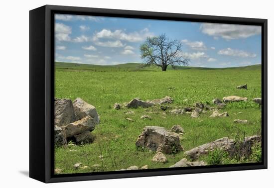 Lone tree in the Flint Hills of Kansas-Michael Scheufler-Framed Premier Image Canvas