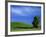 Lone Tree in Wheatfield, Whitman County, Washington, USA-Julie Eggers-Framed Photographic Print