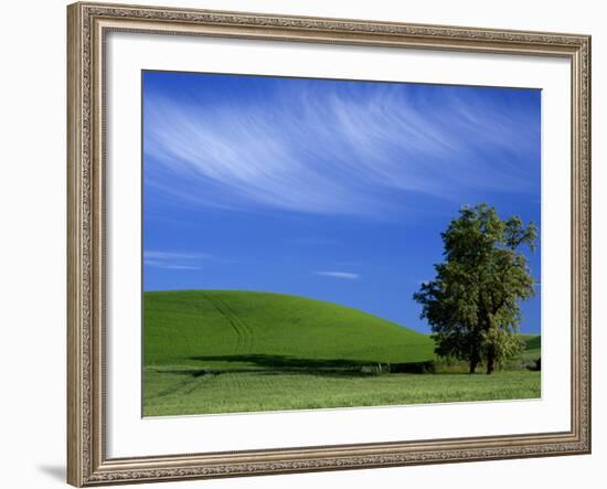 Lone Tree in Wheatfield, Whitman County, Washington, USA-Julie Eggers-Framed Photographic Print