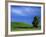 Lone Tree in Wheatfield, Whitman County, Washington, USA-Julie Eggers-Framed Photographic Print