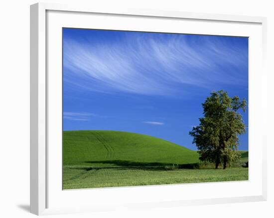 Lone Tree in Wheatfield, Whitman County, Washington, USA-Julie Eggers-Framed Photographic Print